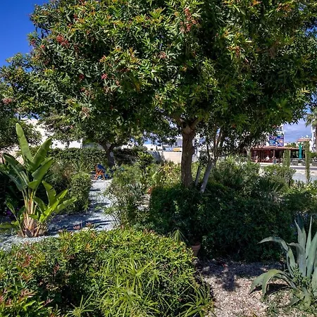 Orange Tree פאפוס